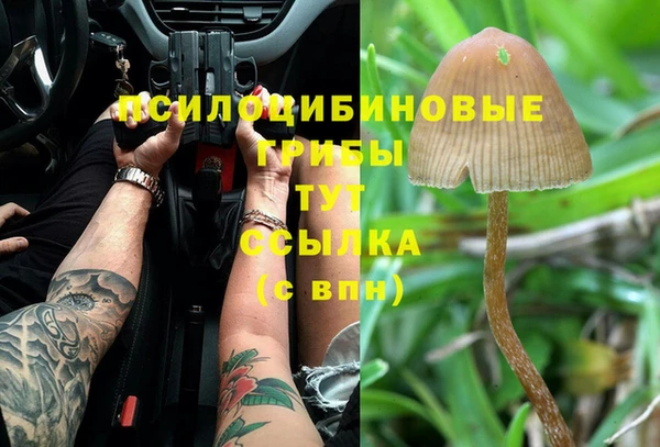 прущие грибы Алзамай
